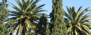 Palmiers et cyprès